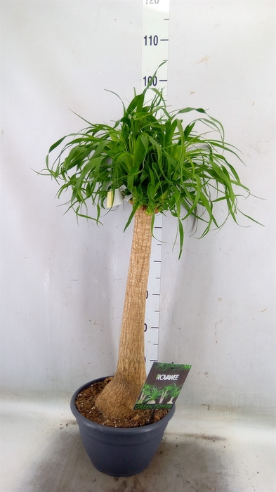<h4>Beaucarnea recurvata</h4>