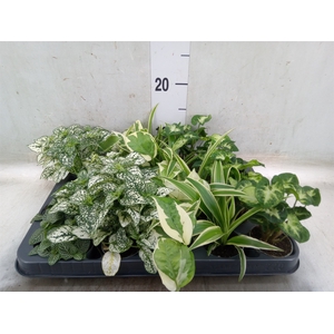 Planten Groen   ...mix  5