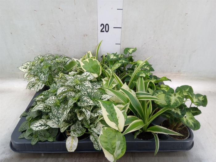 <h4>Planten Groen   ...mix  5</h4>