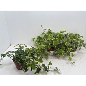 Hedera helix Goldchild 13Ø 25cm 25cm