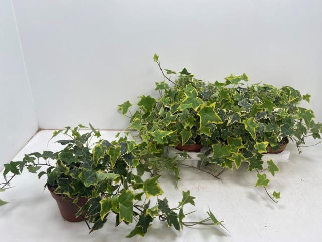 Hedera helix Goldchild 13Ø 25cm 25cm
