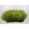 Solidago Tara Gold