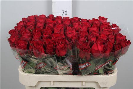 <h4>R Gr Madam Red</h4>
