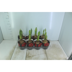 AMARYLLIS P14 VERMELHO MIN 2 HT