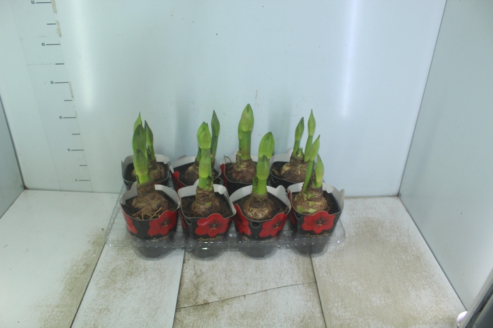<h4>AMARYLLIS P14 VERMELHO MIN 2 HT</h4>