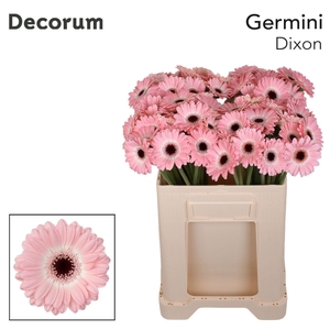 GERBERA MI 'DIXON'