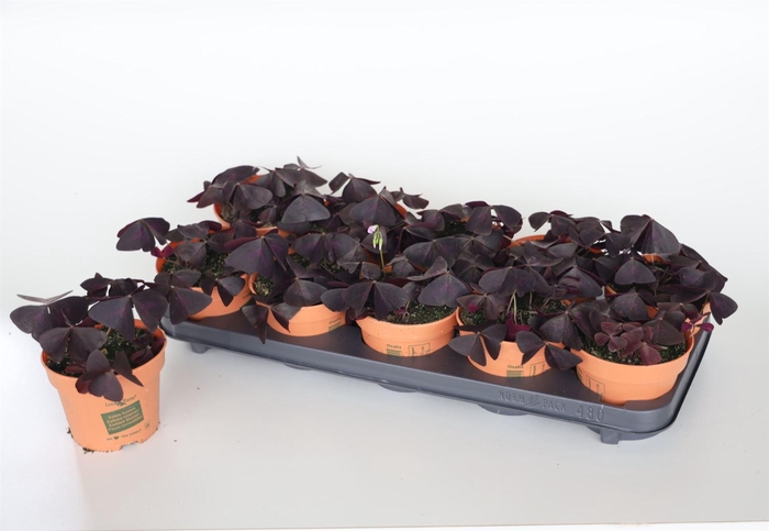 <h4>Oxalis trian.</h4>