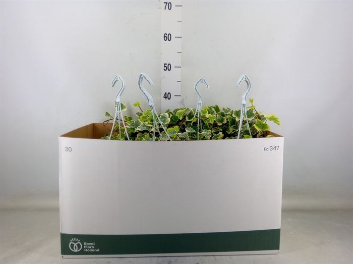 <h4>Hedera helix 'White Wonder'</h4>