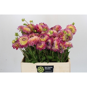 Dahlia Hapet Daydream