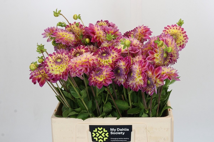 <h4>Dahlia Hapet Daydream</h4>