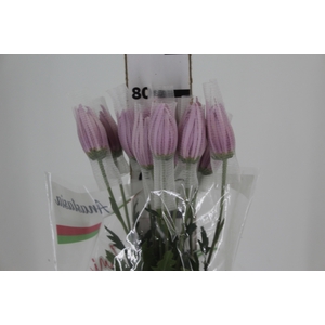 ANASTASIA ROSY 080 CM PINK