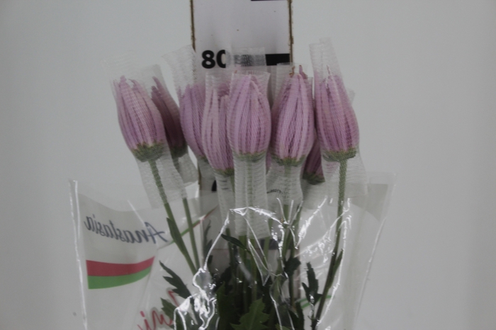 ANASTASIA ROSY 080 CM PINK