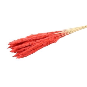 Dried Fluffy Pampas Cerise Bunch Slv