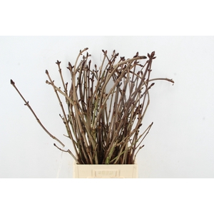 AESCULUS HIPPOC TAK 90CM