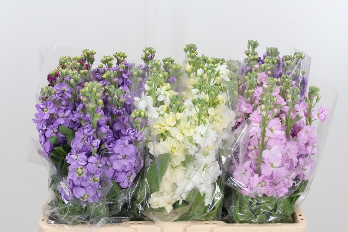 <h4>Matthiola Gemengd</h4>