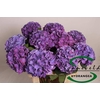 Hydrangea rodeo purple