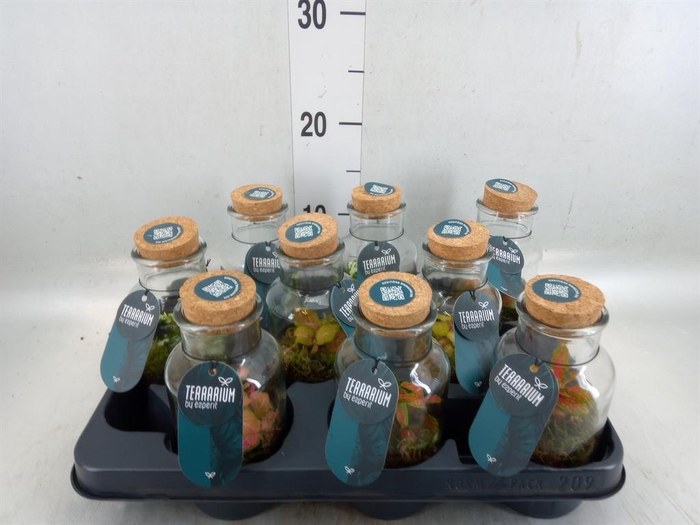 <h4>Arr. Planten L%</h4>