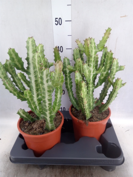 Euphorbia lactea