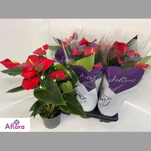 ANTHU AN BAMBINO RED
