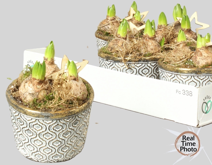 <h4>ARR HYACINTH</h4>