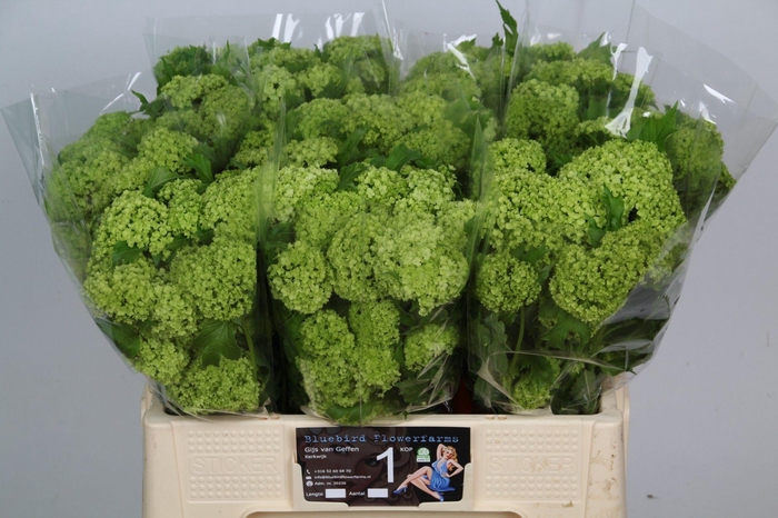 <h4>VIBURNUM ROSEUM ST</h4>