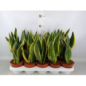 Sansevieria trifa. 'Futura Superba'