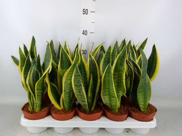 <h4>Sansevieria trifa. 'Futura Superba'</h4>