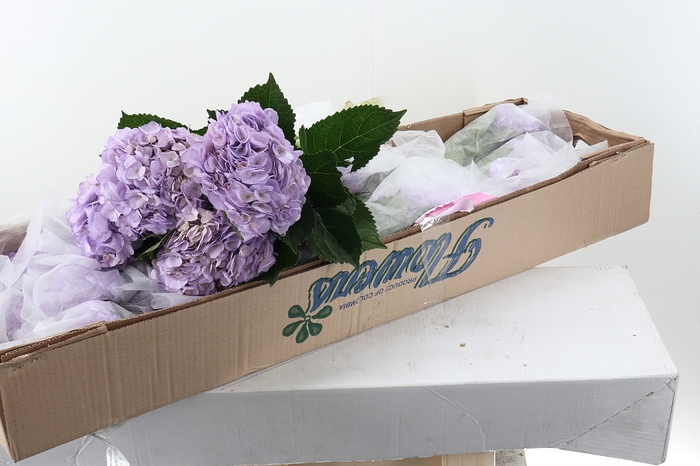 <h4>Hydr Klb Lavender Box</h4>