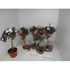 RHODO SI OV