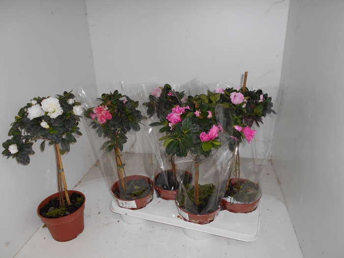 <h4>RHODO SI OV</h4>