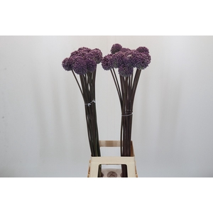 Allium Summer Drummer