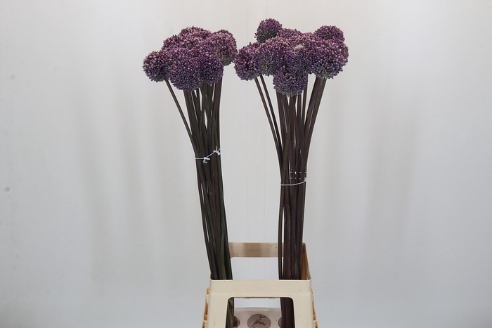 <h4>Allium Summer Drummer</h4>