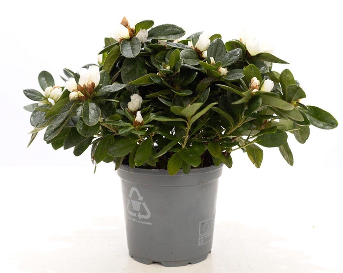 <h4>1st class Azalea white P&PURE Collection</h4>