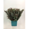 ACACIA MIMOSA BALEJANA 200 G