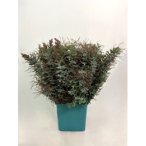 ACACIA MIMOSA BALEJANA 400 G