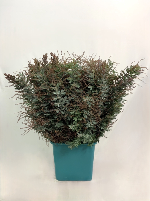 <h4>ACACIA MIMOSA BALEJANA 400 G</h4>