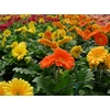 Gerbera grootbloemig gemengd 