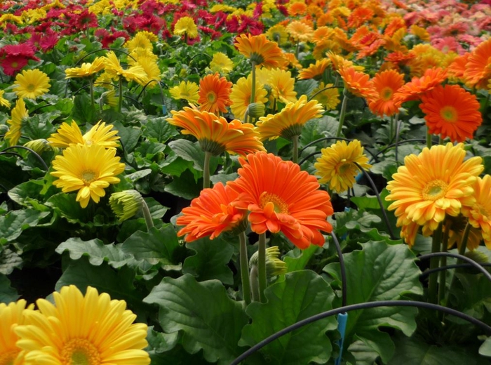 Gerbera grootbloemig gemengd 