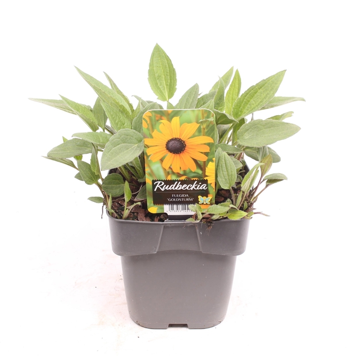 <h4>Rudbeckia fulgida 'Goldsturm'</h4>
