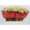 Hypericum Cool Romance