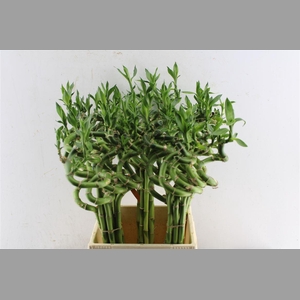 Drac S Lucky Bamboo