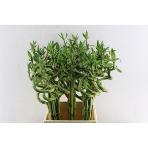 Drac S Lucky Bamboo