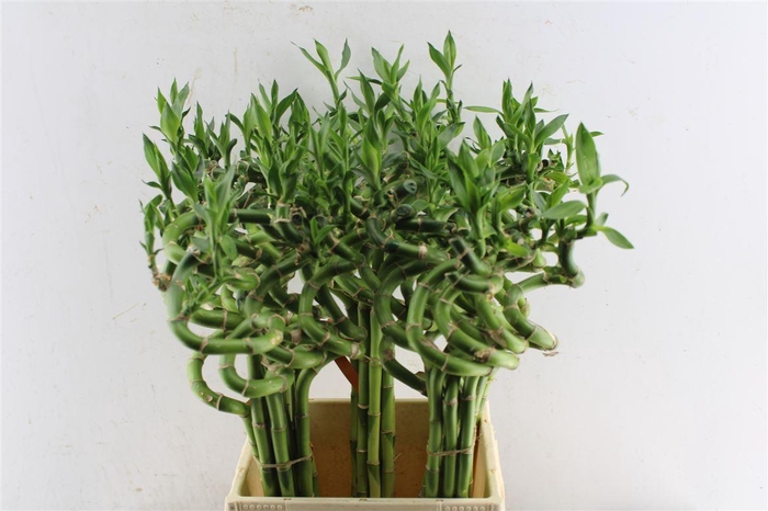 <h4>Drac S Lucky Bamboo</h4>