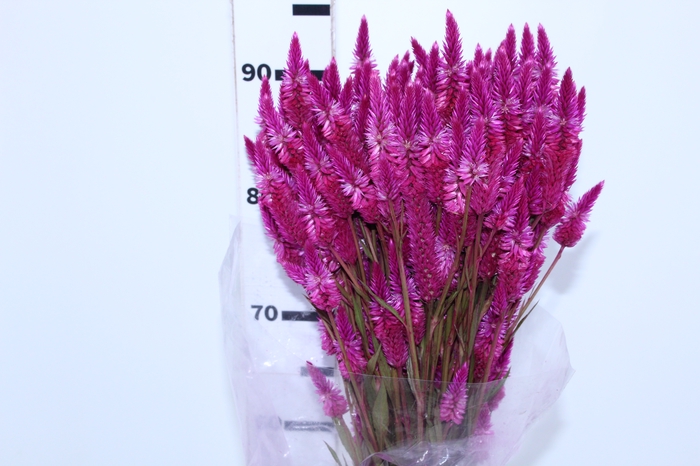 CELOSIA RABO DE GATO PINK 070 CM