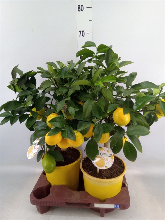 <h4>Citrus meyeri 'Meyer'</h4>