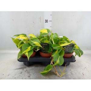 Philodendron scand. 'Brasil'