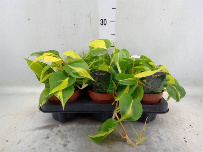 <h4>Philodendron scand. 'Brasil'</h4>