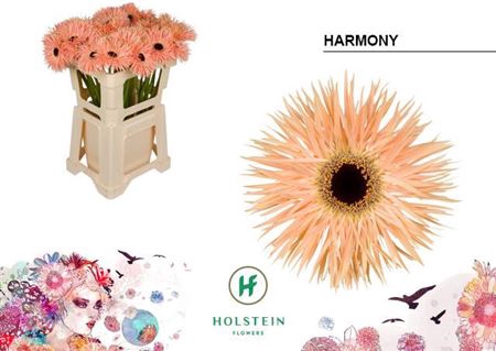 <h4>Ge Gr Spi Harmony</h4>