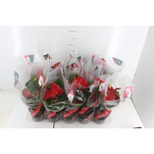 ANTHURIUM RED SUCCESS P12