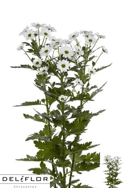 <h4>CHR SAN BOWIE</h4>